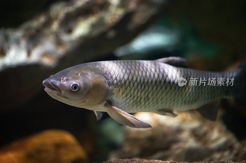 大水族馆里的黑龙江鱼。Ctenopharyngodon idella